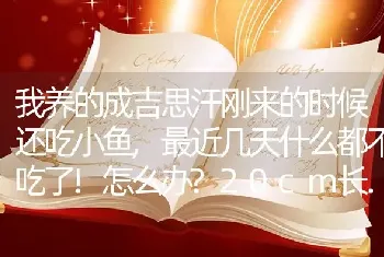 我养的成吉思汗刚来的时候还吃小鱼,最近几天什么都不吃了!怎么办？20cm长.有时候吃？