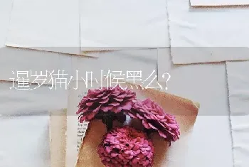 暹罗猫小时候黑么？