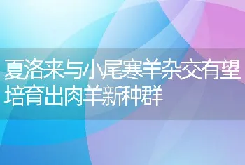 夏洛来与小尾寒羊杂交有望培育出肉羊新种群