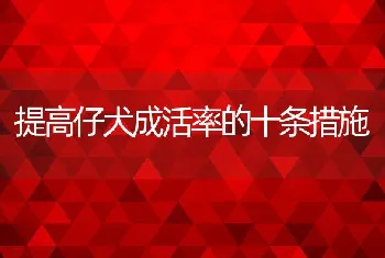 提高仔犬成活率的十条措施