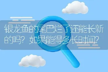 银龙鱼的尾巴烂了还能长新的吗？如果能得多长时间？