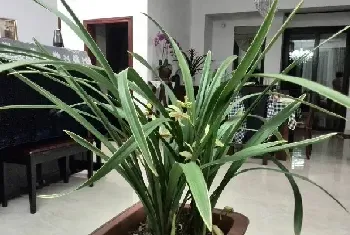 1月的兰花要怎么种植养护好？