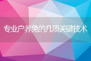 专业户养兔的几项关键技术