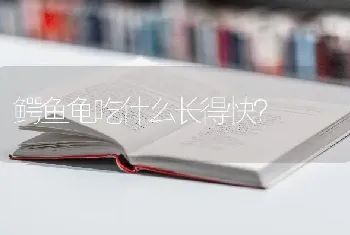 鳄鱼龟吃什么长得快？