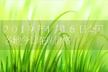 2019年4月16日全国各地今日鸵鸟价格