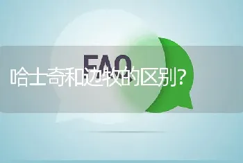 哈士奇和边牧的区别？