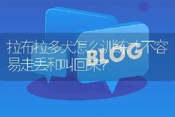 拉布拉多犬怎么训练才不容易走丢和叫回来？