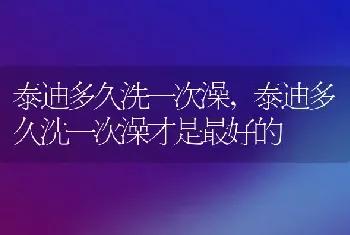 泰迪多久洗一次澡，泰迪多久洗一次澡才是最好的