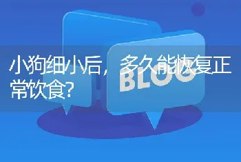 小狗细小后，多久能恢复正常饮食？