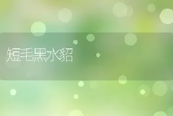 短毛黑水貂