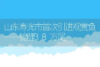 山东寿光市首次引进观赏鱼——锦鲤38万尾