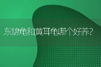 东锦龟和黄耳龟哪个好养？