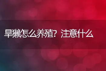 旱獭怎么养殖？注意什么