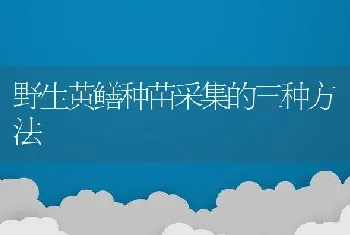 野生黄鳝种苗采集的三种方法