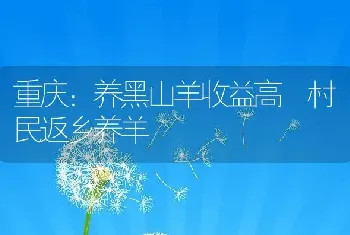 重庆：养黑山羊收益高 村民返乡养羊