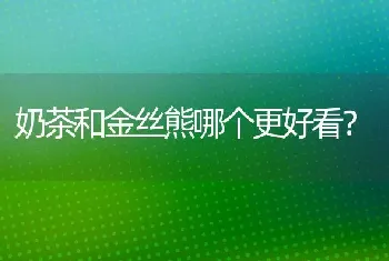 谁知道这是什么品种的猫？