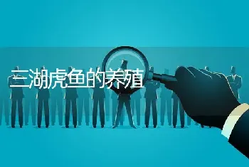 三湖虎鱼的养殖