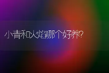 小青和火焰哪个好养？