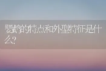 婴鹉的特点和外型特征是什么？