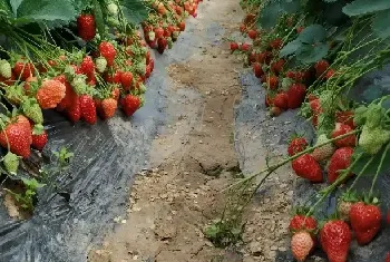 法兰地草莓的种植管理技术