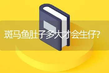 斑马鱼肚子多大才会生仔？