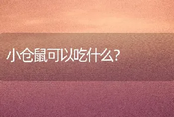 小仓鼠可以吃什么？