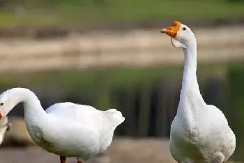 鹅痛风病的症状和防治