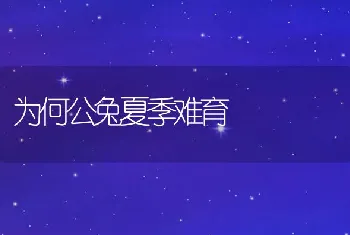 为何公兔夏季难育