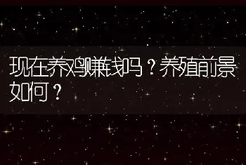 现在养鸡赚钱吗？养殖前景如何？