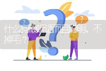 什么狗最听话而且聪明、不掉毛？