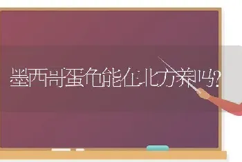 墨西哥蛋龟能在北方养吗？