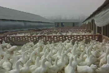 夏季肉用仔鸭饲养方法