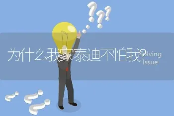 为什么我家泰迪不怕我？