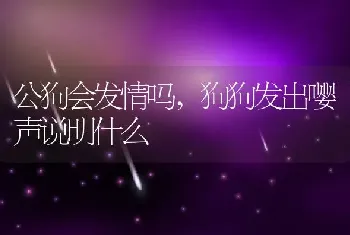 公狗会发情吗，狗狗发出嘤声说明什么