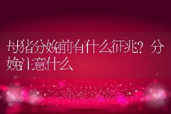 母猪分娩前有什么征兆？分娩注意什么