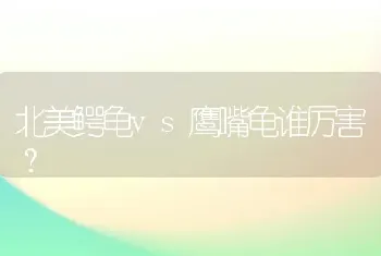 北美鳄龟vs鹰嘴龟谁厉害？