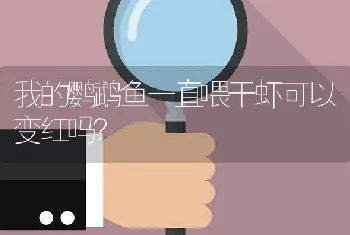 我的鹦鹉鱼一直喂干虾可以变红吗？