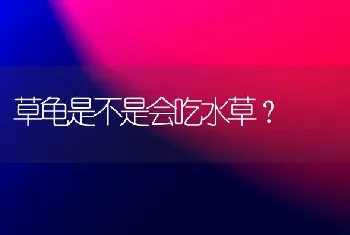 泰迪什么时候剃毛比较好？