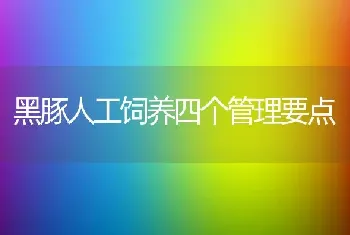 黑豚人工饲养四个管理要点