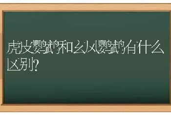 虎皮鹦鹉和玄凤鹦鹉有什么区别？