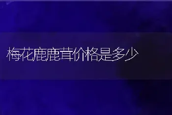 梅花鹿鹿茸价格是多少