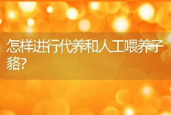 怎样进行代养和人工喂养子貉？