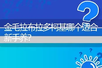 金毛拉布拉多柯基哪个适合新手养？