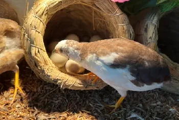 芦丁鸡的养殖方法