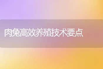 肉兔高效养殖技术要点