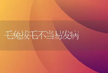 毛兔拔毛不当易发病