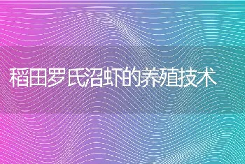 稻田罗氏沼虾的养殖技术