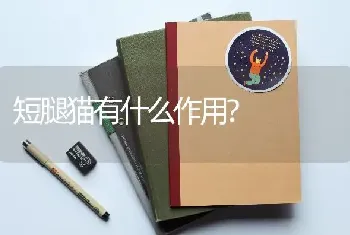 比熊和博美的区别？