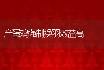 产蛋鸡强制换羽效益高