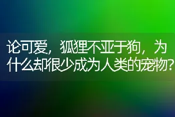 论可爱，狐狸不亚于狗，为什么却很少成为人类的宠物？